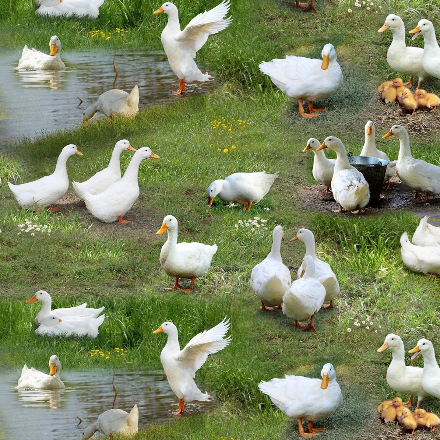 Farm Animals Ducks