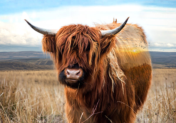 Call of the Wild Panel Highland Cow 25422-39