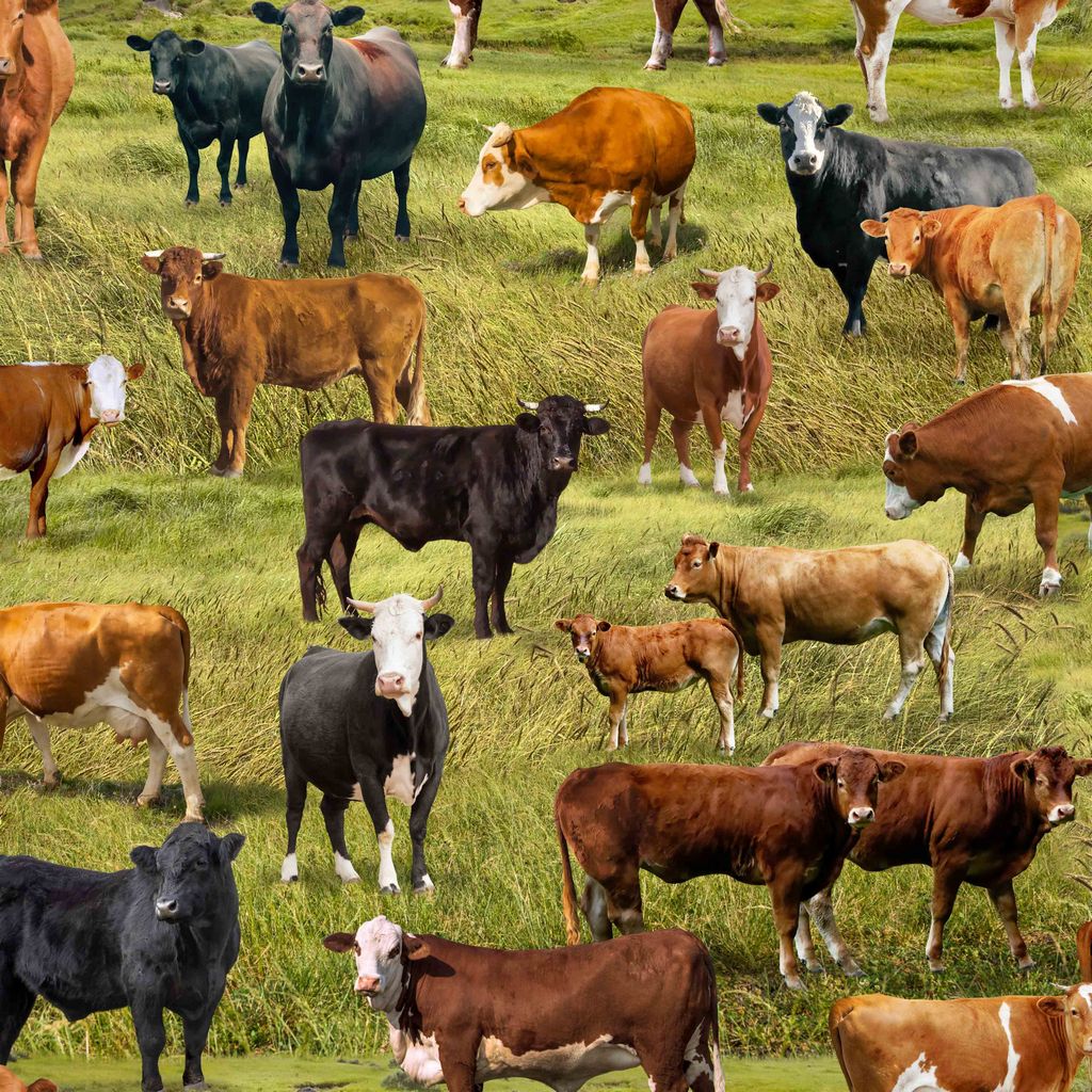 Home of the Range Cattle CD3866