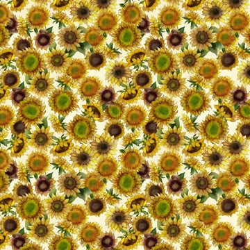 Sunflower Song Y4950 2