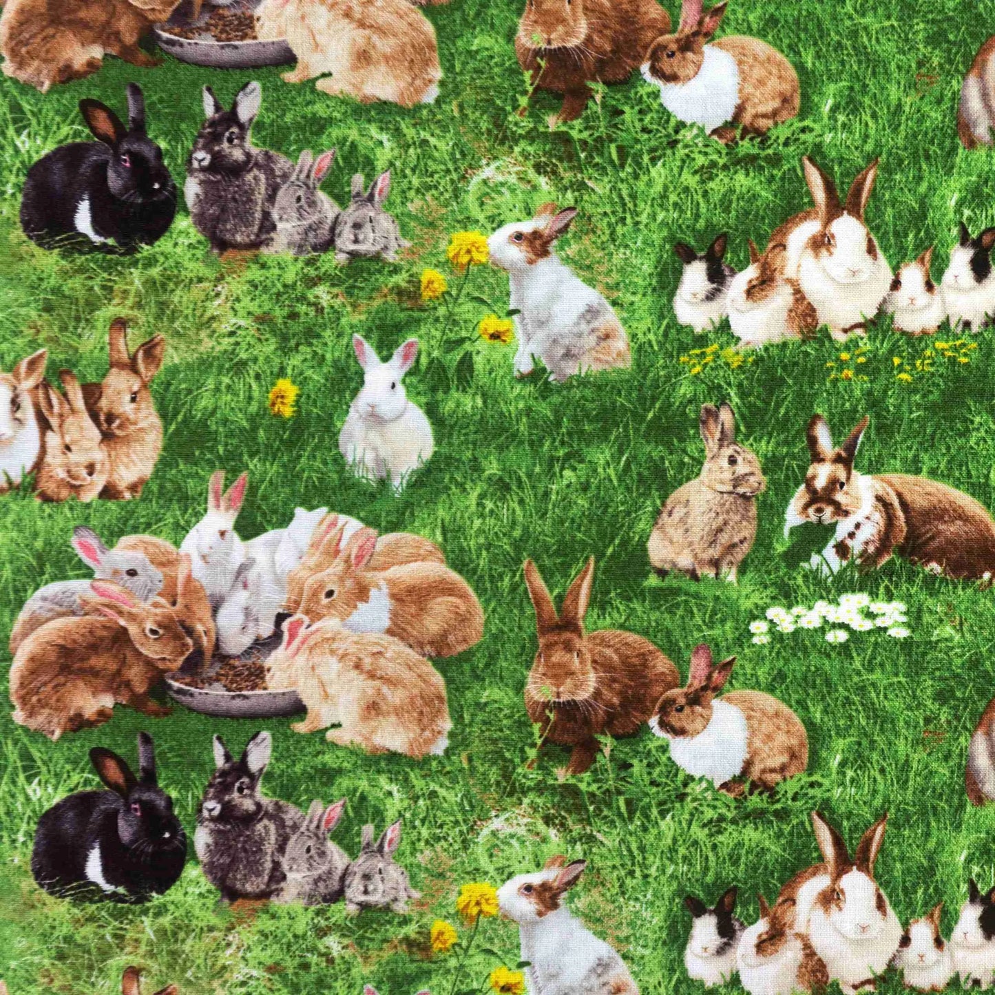Farm Animals Bunnies
