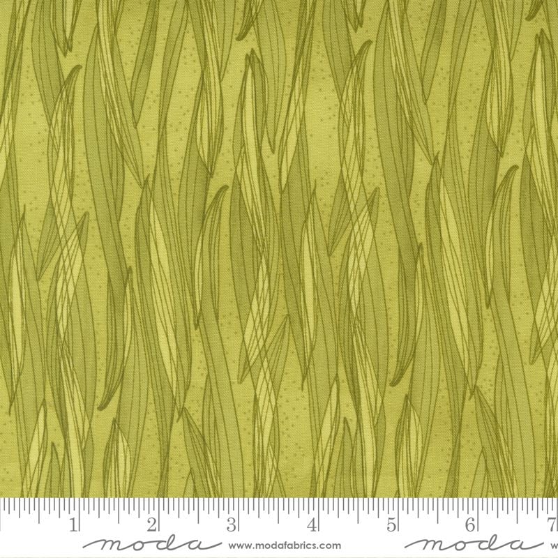 Tulip Tango 48715-202