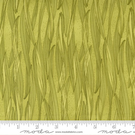 Tulip Tango 48715-202