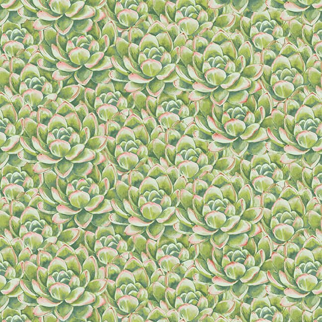 Dream Catcher 9743 66 Succulents