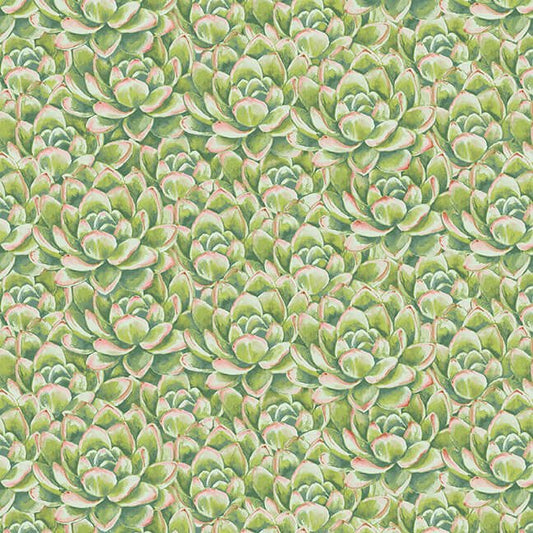 Dream Catcher 9743 66 Succulents