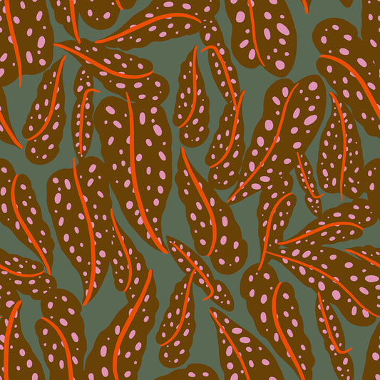 Calathea RS5187 12 Cocoa