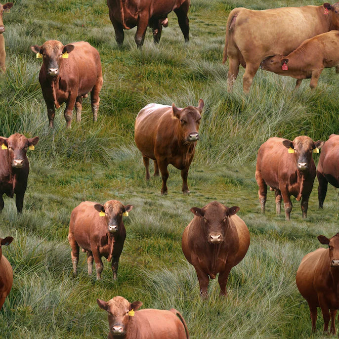 Red Angus Cows 0208A